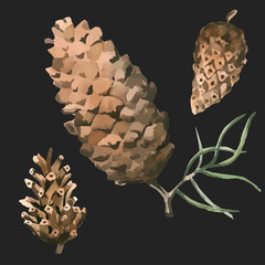 Set of watercolor painted and hand drawn inked drawing of pine cones. - 141467068