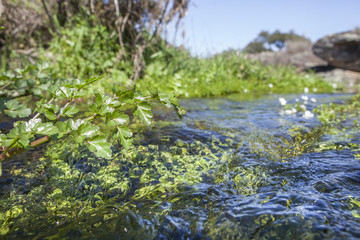 Obraz na płótnie Canvas Fluvial vegetation on the stream of Muelas River, Cornalvo Natural Park, Spain