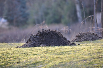 Maulwurfshügel