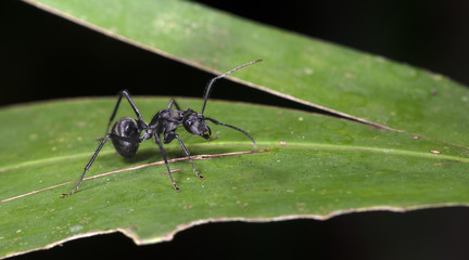 Ant, Black ant on the green leaf