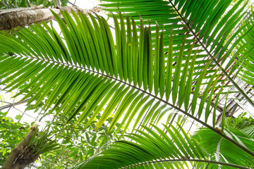 Fototapeta premium Palm leaves green background pattern