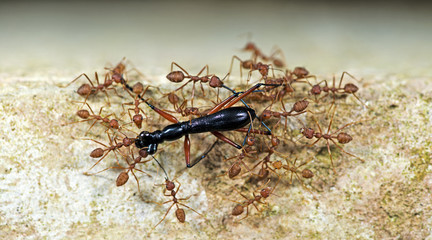 Ant, Red ant take the bait back to the nest.