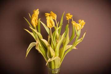 Wilted bouquet of tulips