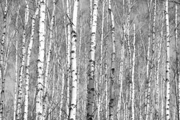 Obraz premium birch forest, black-white photo