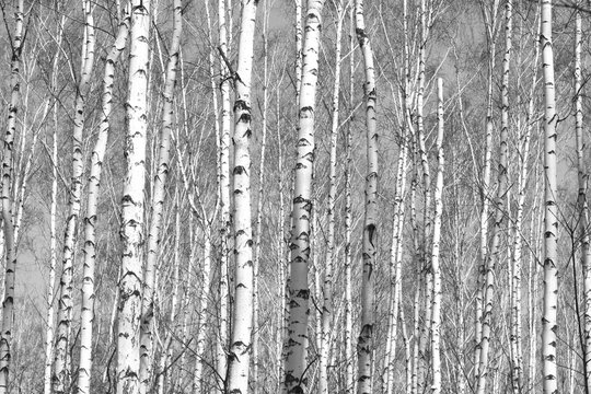 birch forest, black-white photo
