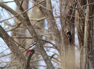 A pair of woodpeckers on tree trunks