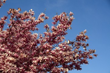 Magnolia in bloom