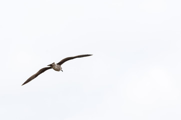 Seagull flyng isolated on white background with copy space © Analisisgadgets