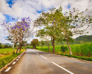 Fototapeta na wymiar Quite road among green hills landscape, Mauritius