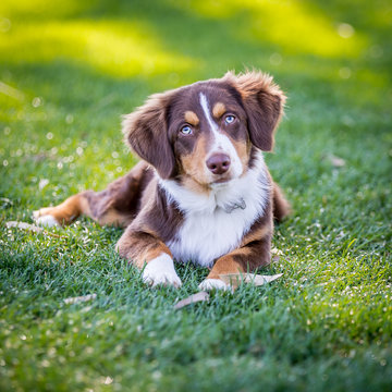 Mini Aussie