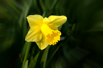 Fototapeta premium Yellow Daffodil