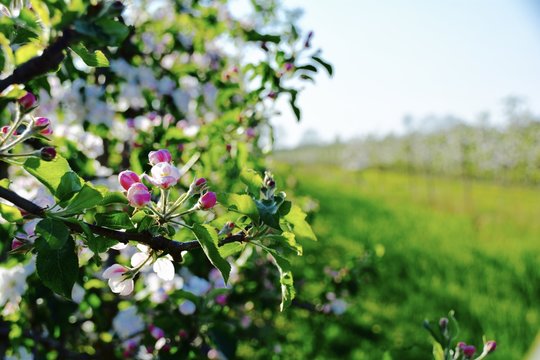 Apfelbl&uuml;te