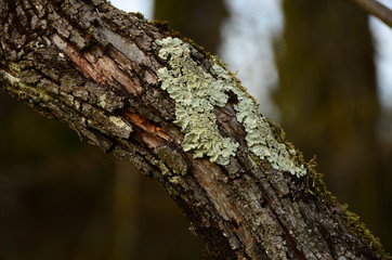 lichen on a tree