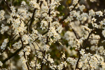 hawthorn in bloom