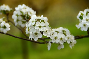 plum tree flowers