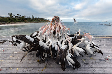 Pelican feeding in Kangaroo Island, Australia