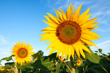 Beautiful sunflower blossoms