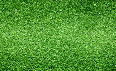 Obraz premium grass background Golf Courses green lawn