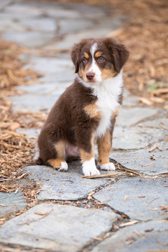 Mini Aussie
