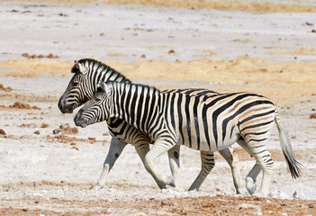 Fototapeta na wymiar Zebras walk in savannah of Namibia