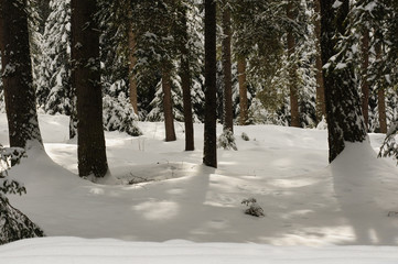 Fototapeta premium Beautiful Winter Scene. Snow covered trees in the winter forest on the Italian Dolomites. Background. Italy.