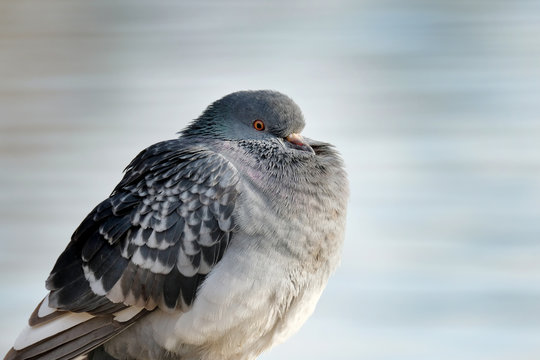 pigeon bizet oiseau paris nourrir maladie plume étang lac ville urbain mal aimé proliférer pigeonnier