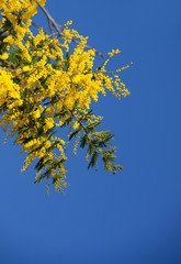 yellow mimosa flower