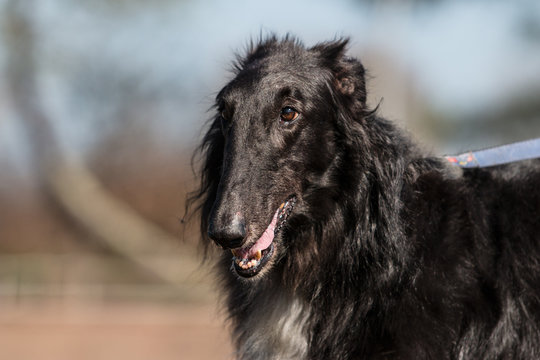 Barzoi