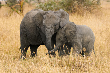The two brothers elephants