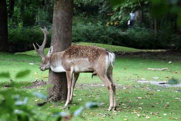TIERE_2200_mesopotamischer_Damhirsch
