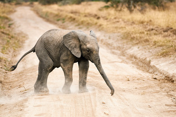 elephant calf crossing a gravel road