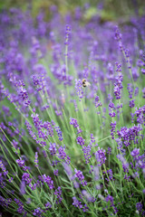 Lavender growing in a field. Lavender is a beautiful aroma herbal flower. Close-up view lavenders