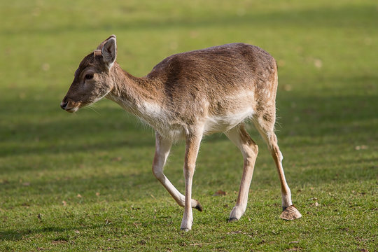 photo of a female Fallow deer walking in the sunshine with tree shadows in the background
