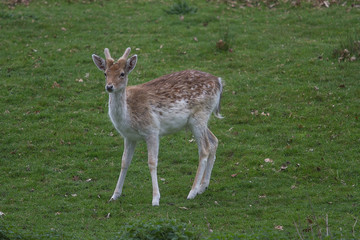 Naklejka na ściany i meble photo of an alert young male Fallow deer looking at something