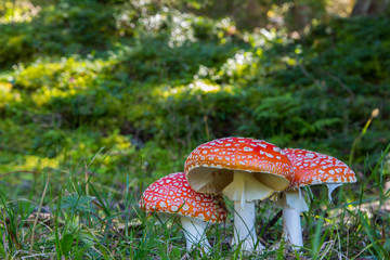 Three fly-agaric mushrooms in meadow