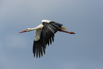 Flying white stork (Ciconia ciconia) in blue sky
