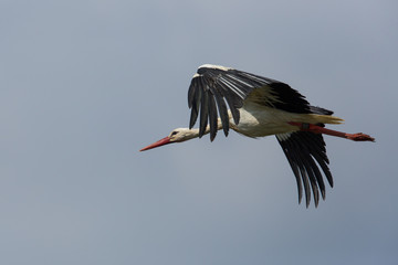 Flying white stork (Ciconia ciconia) in blue sky