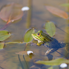 portrait of green frog (Rana esculenta) sitting in water with leaves