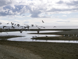 bay with seagulls,  Punta Arenas, Patagonia, Chile