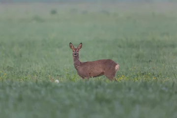 Wall murals Portrait of one roe deer standing in meadow