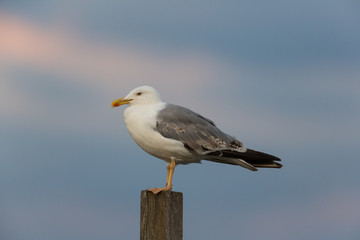 gull (Larus michahellis) portrait standing on post