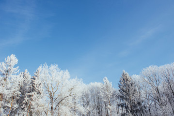 The tops of the trees in the snow. Frozen snow on trees. Frozen trees on a background of blue cloudy sky
