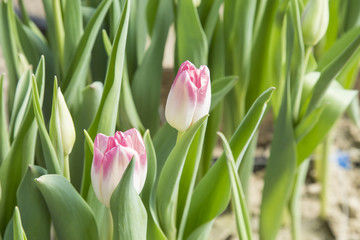 beautiful colorful tulips in the garden. it is possible to use for postcards
