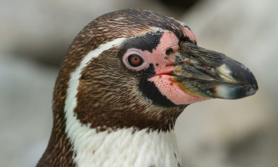 Obraz premium photo portrait of a Humboldt Penguin