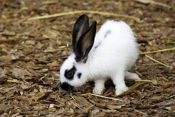 Biały królik z czarnymi uszami i czarnym nosem na trocinach