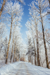 the winter road. Dramatic scene. Carpathian, Ukraine, Europe.