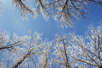 The tops of the trees in the snow. Frozen snow on trees. Frozen trees on a background of blue cloudy sky
