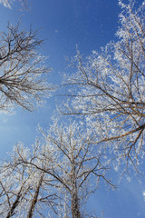 The tops of the trees in the snow. Frozen snow on trees. Frozen trees on a background of blue cloudy sky