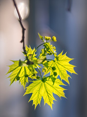 First may maple leaves on contrasting blurred background.