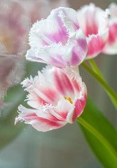 Fototapeta na wymiar Three white pink tulips